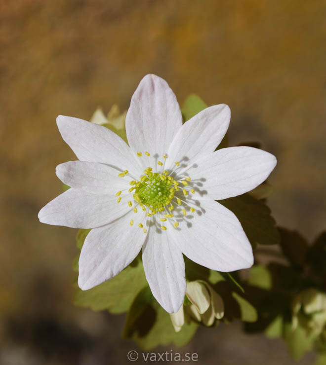 Anemonella thalictroides-0