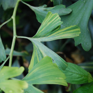Ginkgo biloba 'Variegata'-0