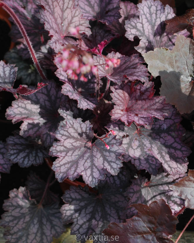 Heuchera Little Cuties 'Frost'-2053