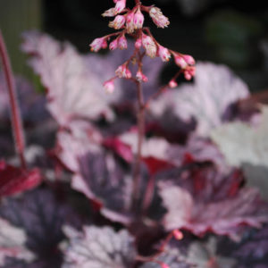 Heuchera Little Cuties 'Frost'-0