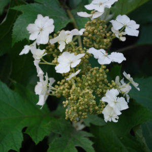 Hydrangea quercifolia 'Ice Crystal'-0