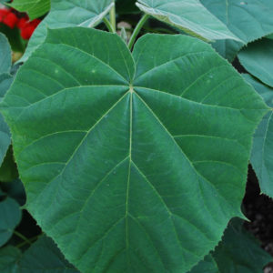 Paulownia tomentosa-0
