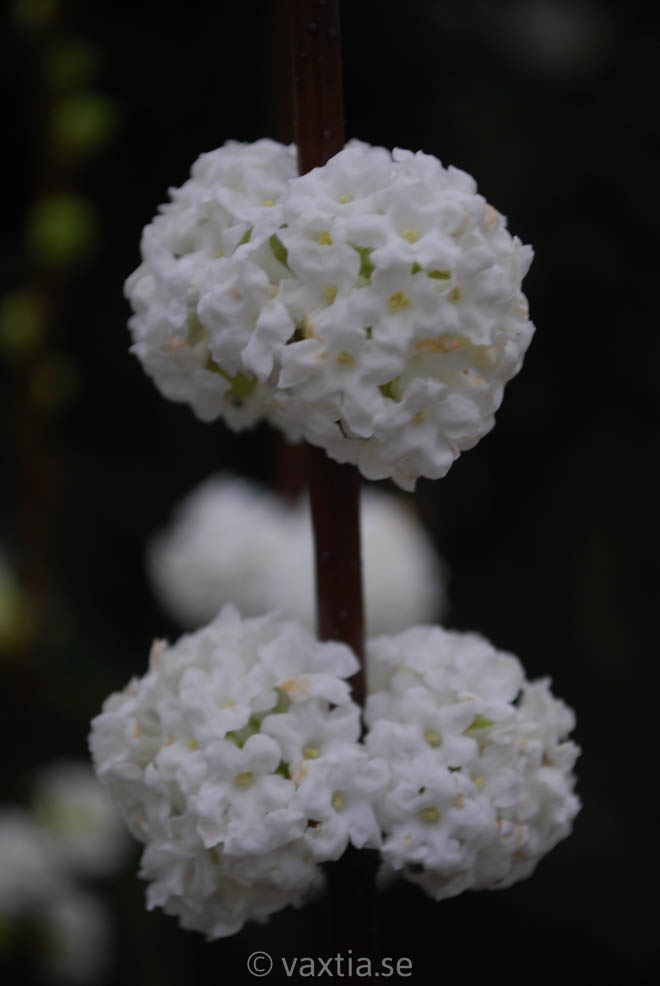 Viburnum farrerii 'Candidissimum'-3163