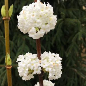 Viburnum farrerii 'Candidissimum'-0