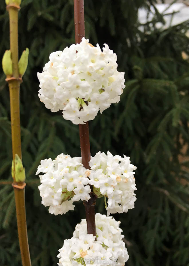Viburnum farrerii 'Candidissimum'-0