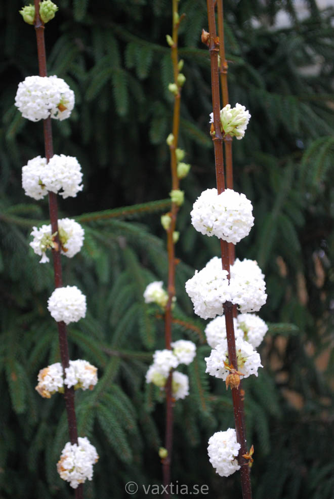 Viburnum farrerii 'Candidissimum'-3162