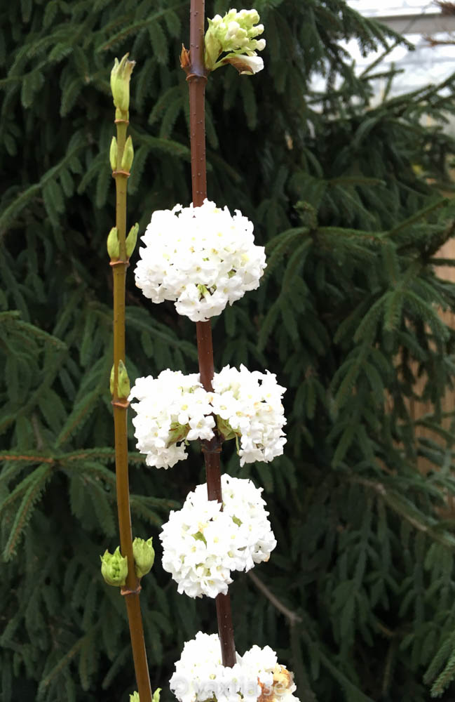 Viburnum farrerii 'Candidissimum'-3160