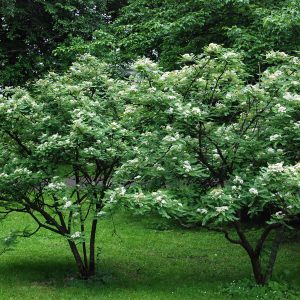 Sorbus koehneana