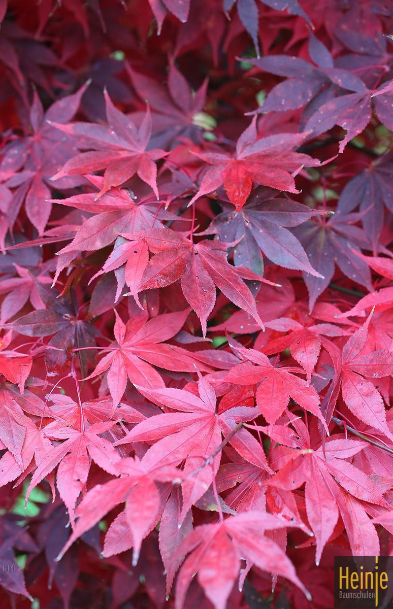 Acer palmatum 'Osakazuki'