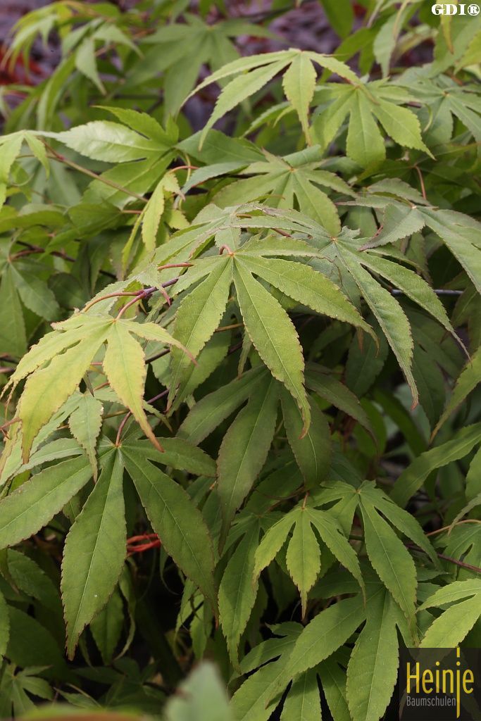 Acer palmatum 'Osakazuki' - Bild 2