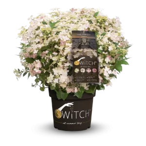 Hydrangea paniculata (S)WITCH® 'OPHELIA'