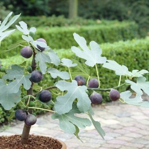 Ficus carica 'Little Miss Figgy'