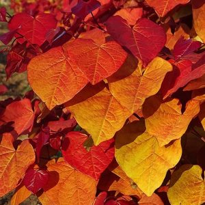 Cercis canadensis 'Eternal flame'
