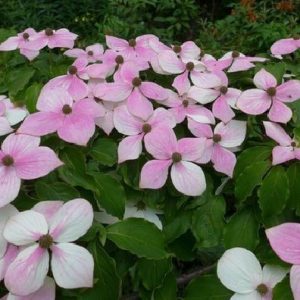 Cornus kousa 'Blooming Pink Tetra'