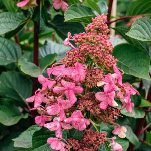 Hydrangea paniculata 'Living infinity'