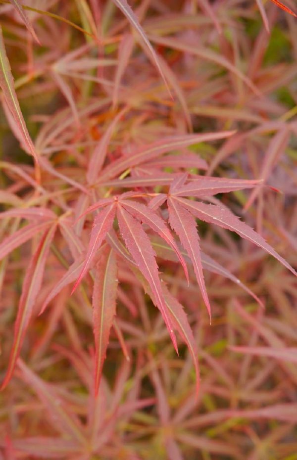 Acer palmatum 'Villa Taranto'