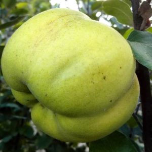 Cydonia 'Riesenquitte von Leskovac'