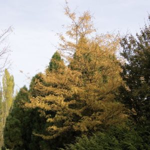Gleditsia triacanthos 'Sunburst'