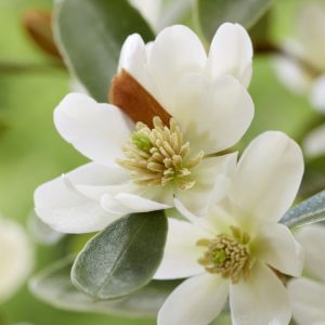 Magnolia laevifolia 'Miniatura'