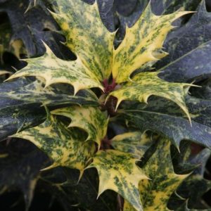 Osmanthus heterophyllus 'Goshiki'